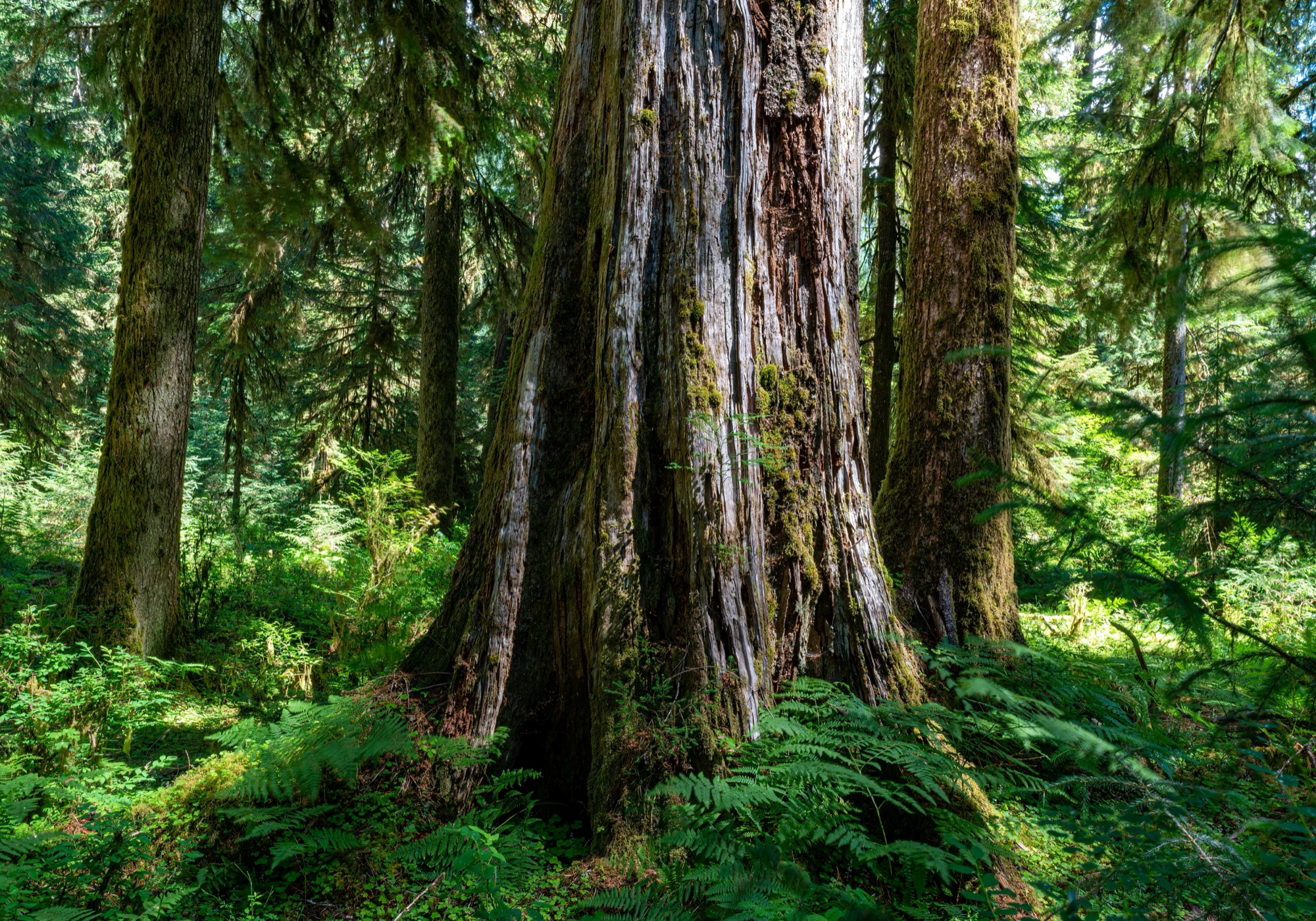 Old-growth forest